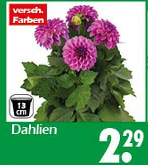 Dahlien in verschiedenen Farben - gültig vom 2025-07-07 bis 2025-07-13