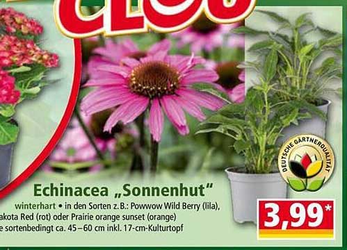 Echinacea „Sonnenhut“ - winterhart in verschiedenen Sorten
