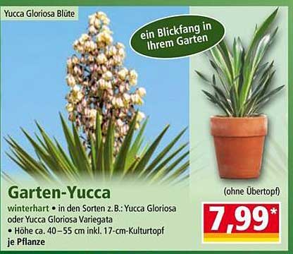 Garten-Yucca - Der ideale Blickfang für Ihren Garten