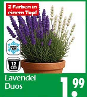 Lavendel Duos - 2 Farben in einem Topf