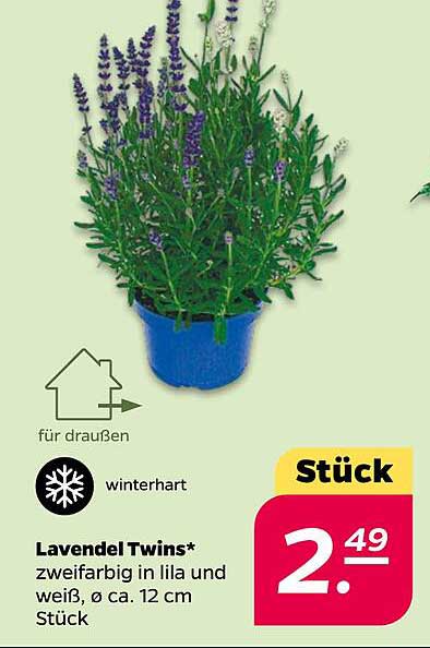 Lavendel Twins* zweifarbig in lila und weiß, Ø ca. 12 cm Stück