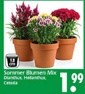 Sommer Blumen Mix - Dianthus, Hellanthus, Celosia