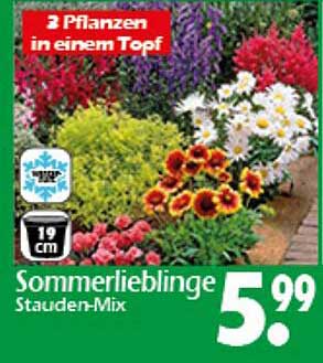Sommerlieblinge Stauden-Mix