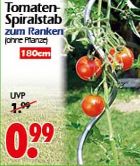 Tomaten-Spiralstab zum Ranken (ohne Pflanze) 180cm