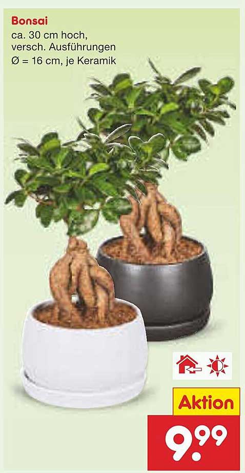 Bonsai – ca. 30 cm hoch, verschiedene Ausführungen