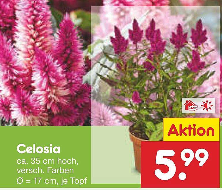 Celosia - Farbvielfalt für Ihren Garten