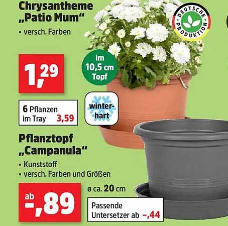 Chrysantheme „Patio Mum“ und Pflanztopf „Campanula“