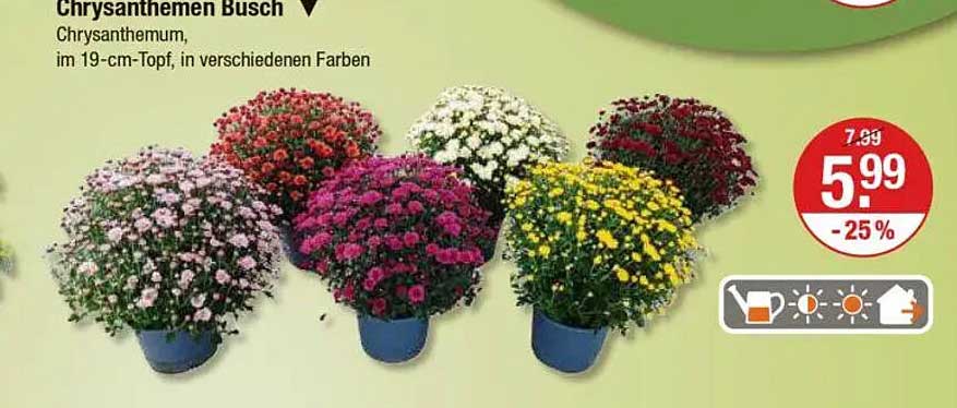 Chrysanthemen Busch im 19-cm-Topf, in verschiedenen Farben