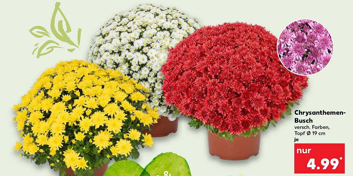 Chrysanthemen-Busch, verschiedene Farben, Topf Ø 19 cm