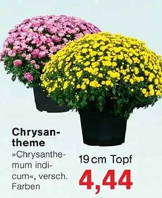 Chrysanthemen "Chrysanthemum indicum", verschiedene Farben
