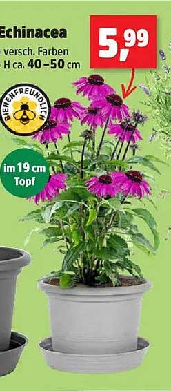 Echinacea – Bienenfreundliche Staude in verschiedenen Farben