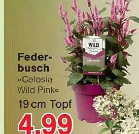 Federbusch »Celosia Wild Pink« 19 cm Topf