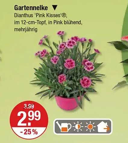 Gartennelke 'Pink Kisses'® im 12-cm-Topf