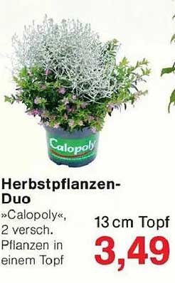 Herbstpflanzen-Duo »Calopoly«, 2 versch. Pflanzen in einem Topf