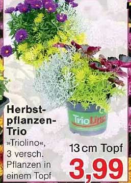 Herbstpflanzen-Trio "Triolino"