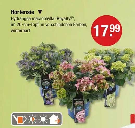Hortensie Hydrangea macrophylla 'Royalty®' im 20-cm-Topf, in verschiedenen Farben, winterhart