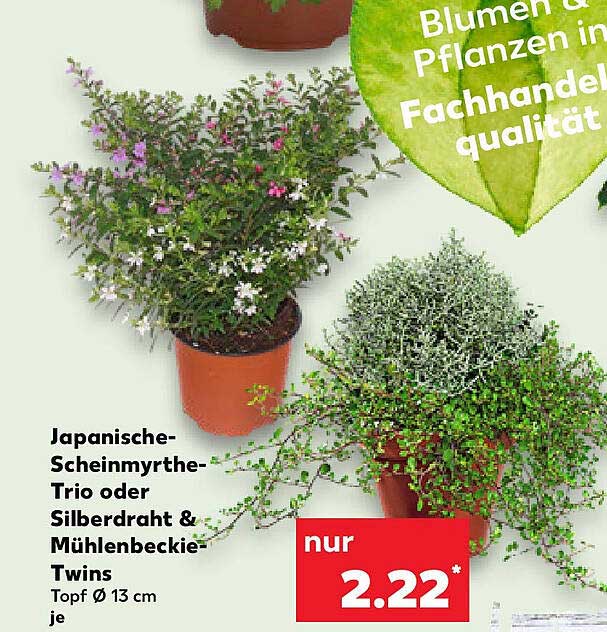 Japanische Scheinmyrthe-Trio oder Silberdraht & Mühlenbecke Twins