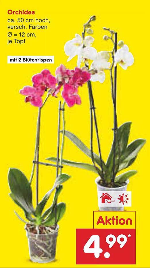 Orchidee mit 2 Blütenrispen, ca. 50 cm hoch