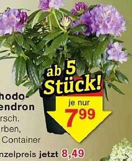 Rhododendron - prachtvolle Blüten für Ihre Oase