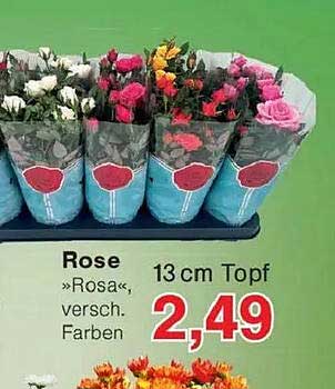 Rose »Rosa«, versch. Farben 13 cm Topf