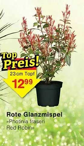 Rote Glanzmispel »Photinia fraseri Red Robin« 23 cm Topf