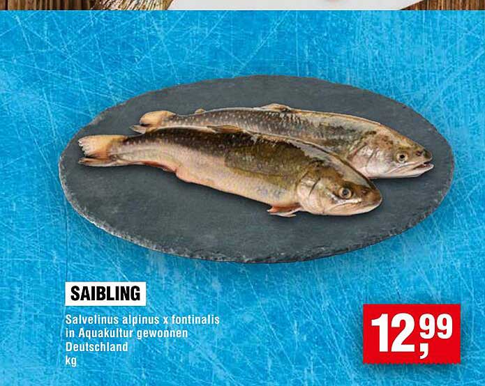 Saibling - Salvelinus alpinus x fontinalis in Aquakultur gewonnen aus Deutschland