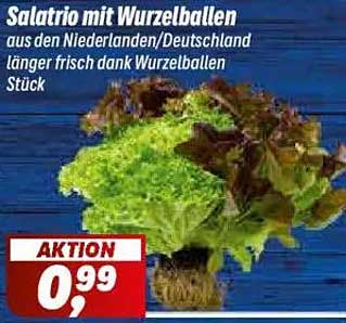 Salatrio mit Wurzelballen