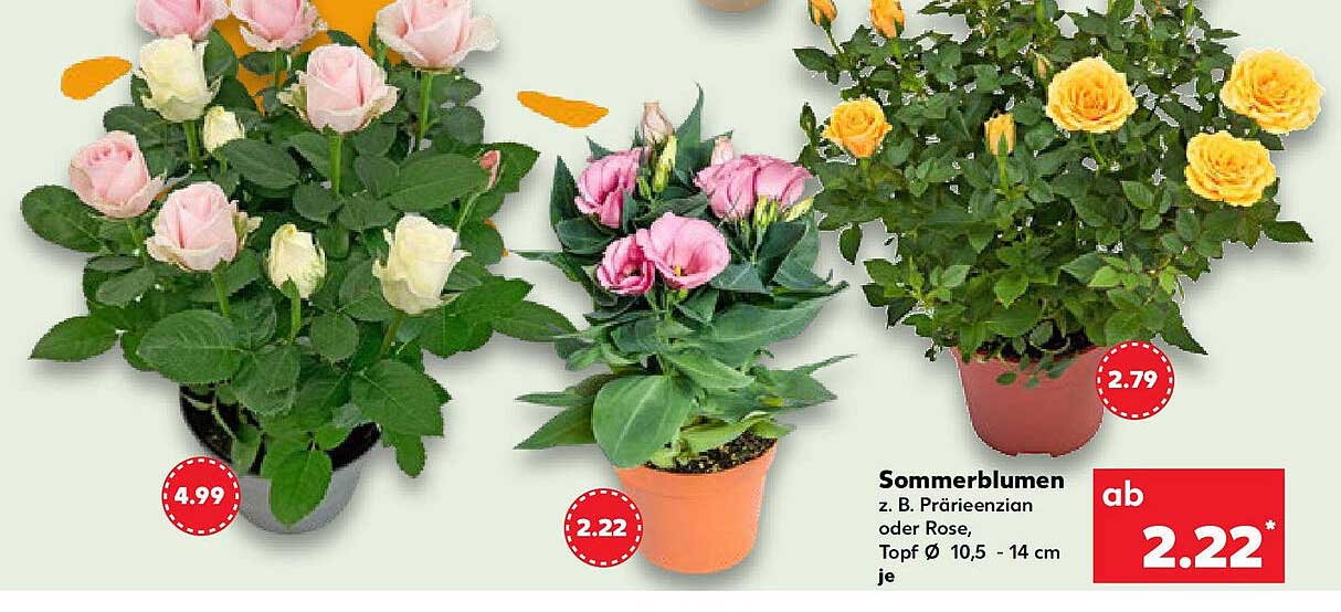 Sommerblumen z. B. Prärielienzian oder Rose, Topf Ø 10,5 - 14 cm je