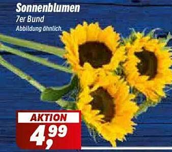 Sonnenblumen 7er Bund