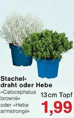 Stacheldraht oder Hebe – 13 cm Topf