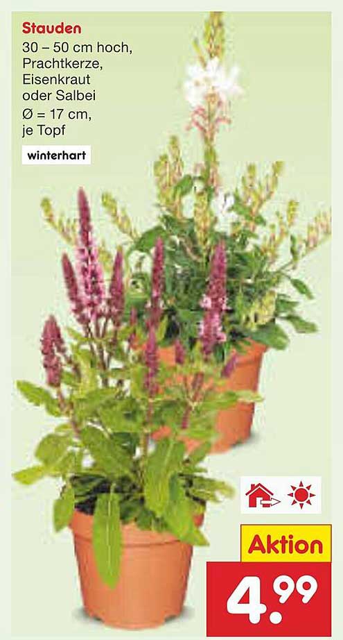 Stauden 30 – 50 cm hoch, Prachtkerze, Eisenkraut oder Salbei Ø = 17 cm, je Topf