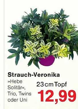 Strauch-Veronika »Hebe Solitär«, Trio, Twins oder Uni - 23cm Topf