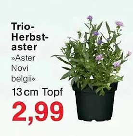 Trio-Herbstaster »Aster Novi belgii« 13 cm Topf