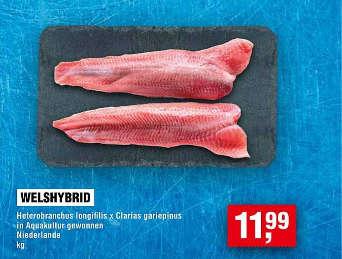 Welshybrid - Heterobranchus longifilis x Clarias gariepinus, in Aquakultur gewonnen