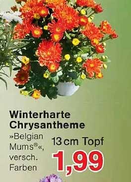 Winterharte Chrysantheme »Belgian Mums®«, 13 cm Topf, verschiedene Farben