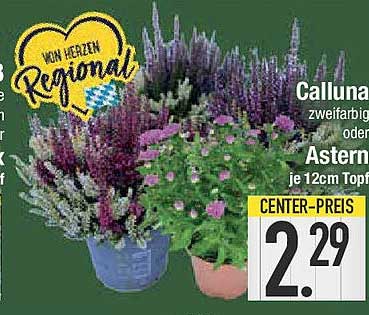 Calluna zweifarbig oder Aster, je 12cm Topf