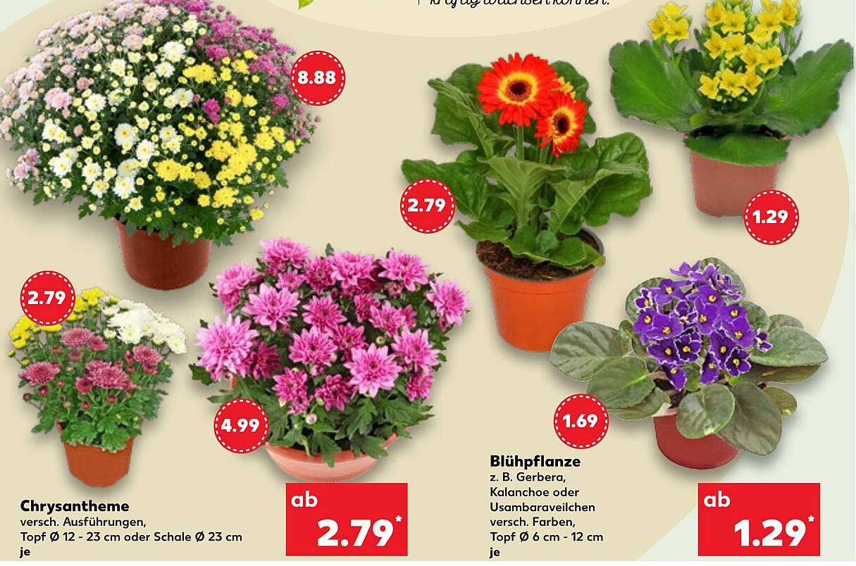 Chrysantheme, verschiedene Ausführungen, Topf Ø 12 - 23 cm oder Schale Ø 23 cm je