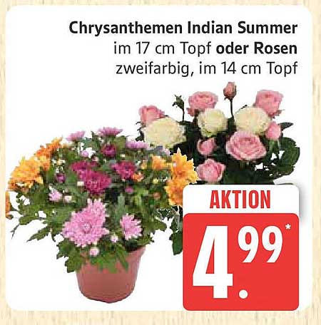 Chrysanthemen Indian Summer im 17 cm Topf oder Rosen zweifarbig, im 14 cm Topf