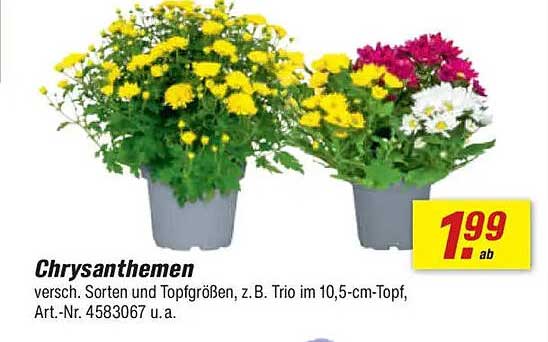 Chrysanthemen – verschiedene Sorten und Topfgrößen, z. B. Trio im 10,5-cm-Topf
