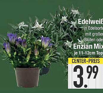 Edelweiß in Edelsorte mit großen Blüten oder Enzian Mix je 11-12cm Topf