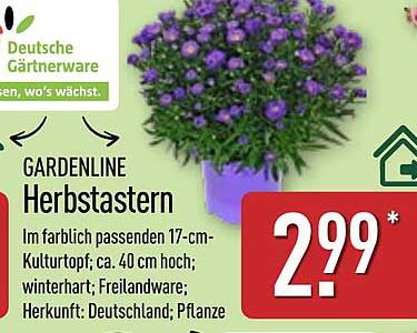 GARDENLINE Herbstastern