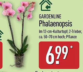 Gardenline Phalaenopsis im 12-cm-Kulturtopf