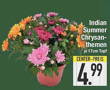 Indian Summer Chrysanthemen je 17cm Topf