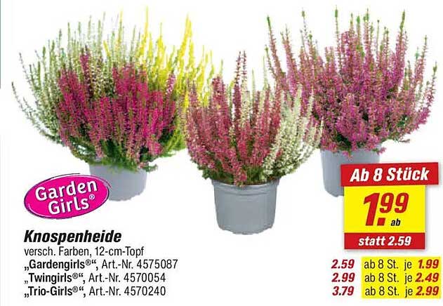 Knospenheide - Verschiedene Farben, 12-cm-Topf