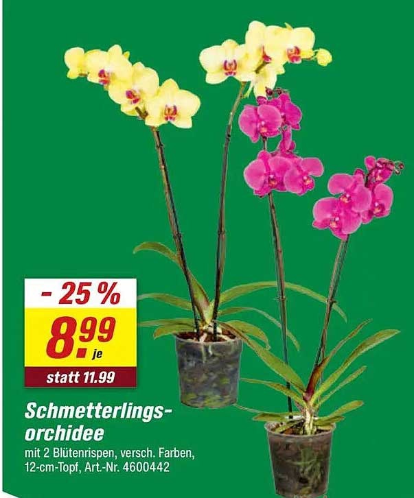 Schmetterlingsorchidee