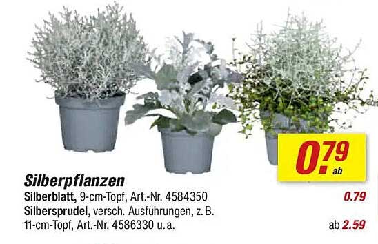 Silberpflanzen - Silberblatt, 9-cm-Topf und mehr