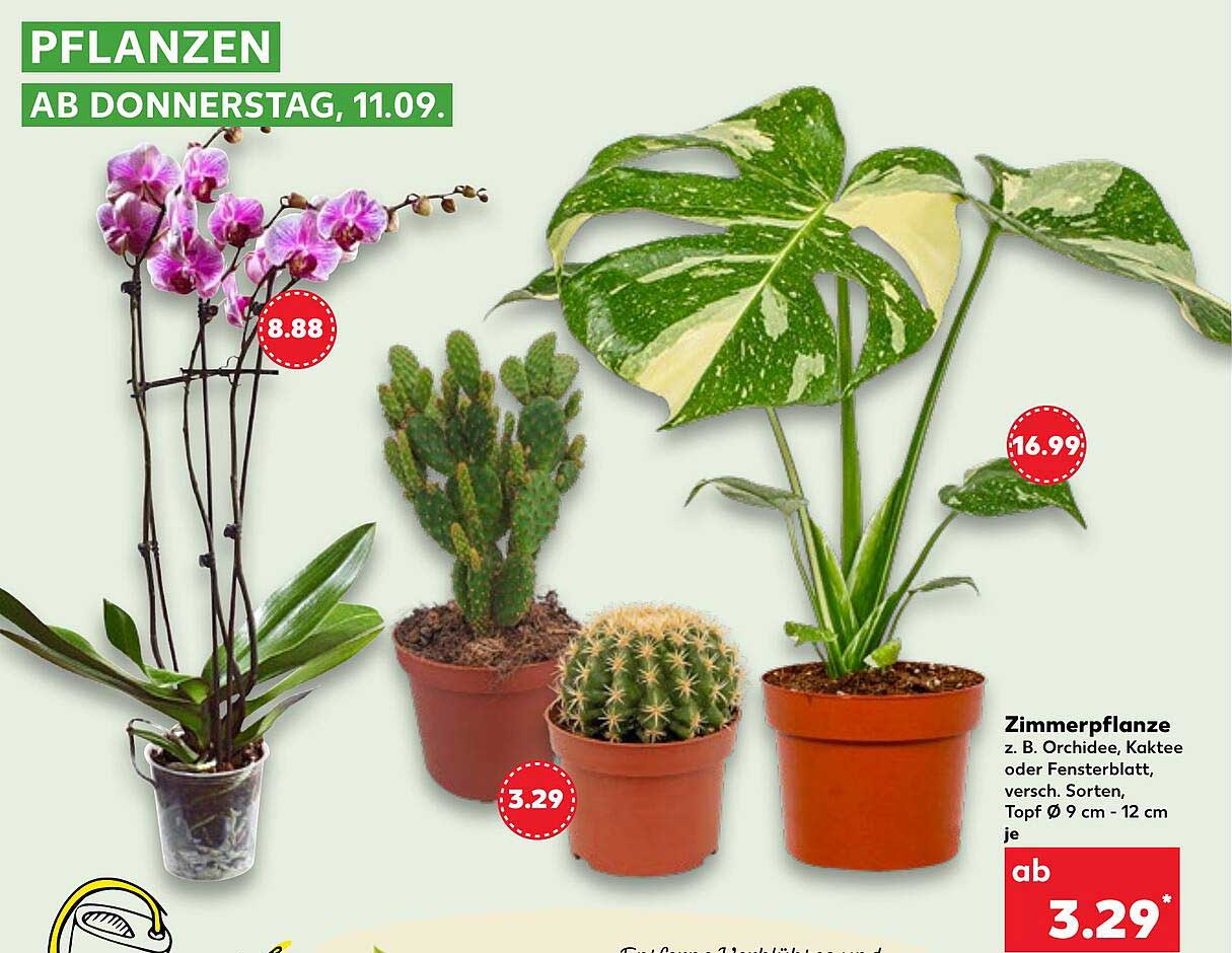 Zimmerpflanze z. B. Orchidee, Kaktus oder Fensterblatt, verschiedene Sorten, Topf Ø 9 cm - 12 cm je