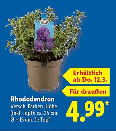 Rhododendron Versch. Farben. Höhe (inkl. Topf): ca. 25 cm. Ø = 15 cm. Je Topf