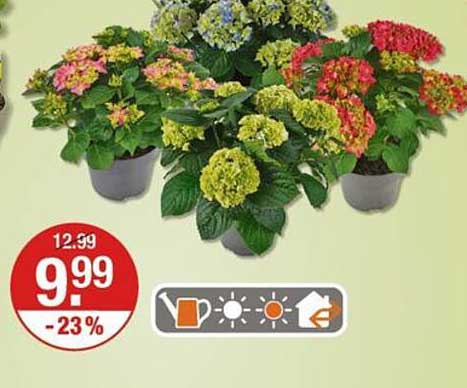 Bunte Hortensien in verschiedenen Farben