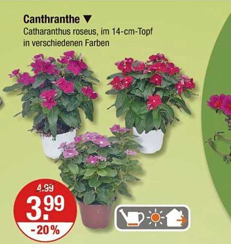 Canthranthes im 14-cm-Topf - Verschiedene Farben